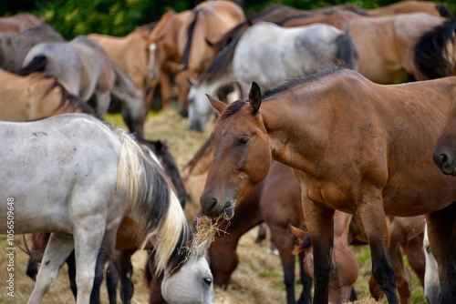 herd of horses