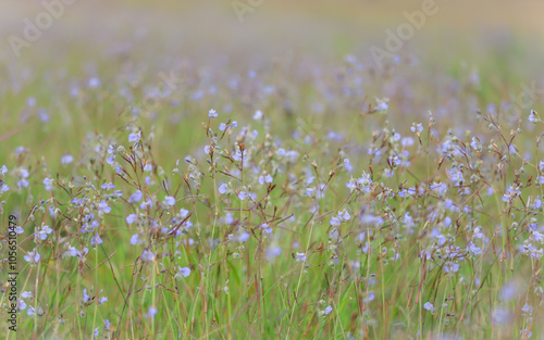 Purple flower blooming (Murdannia giganteum) at Phu Soi Dao, Phu Soi Dao National Park, Uttaradit, Thailand photo