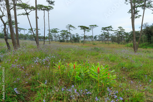 Pine tree forest at Phu Soi Dao, Phu Soi Dao National Park, Uttaradit, Thailand photo