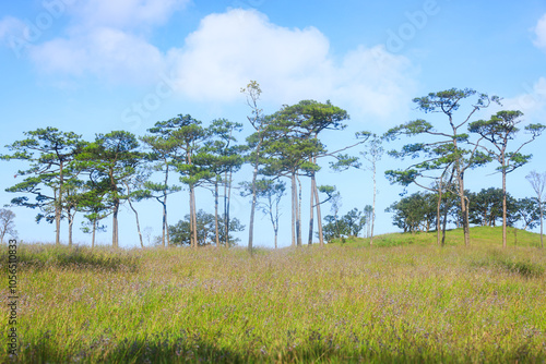 Pine tree forest at Phu Soi Dao, Phu Soi Dao National Park, Uttaradit, Thailand photo