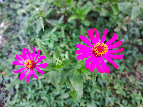 Zinnia flowers are purple and elegant. And grows in front of the house