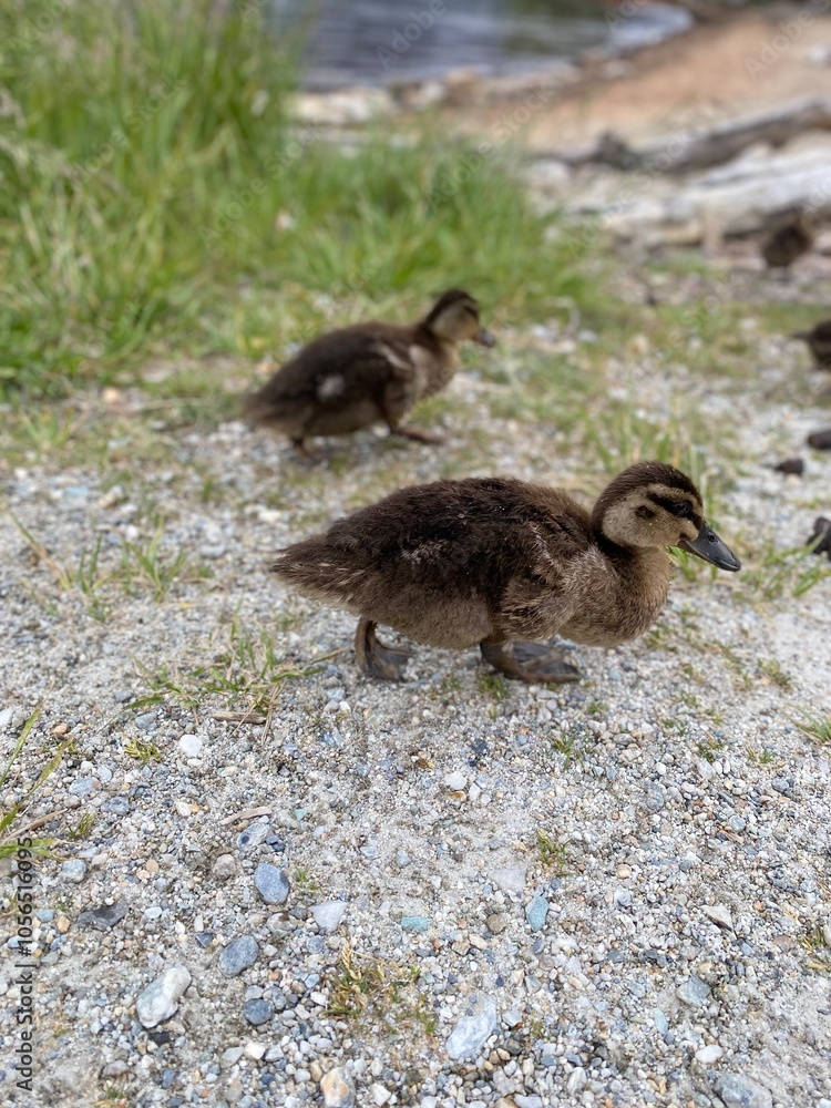 Very cute baby ducklings walking along side with the mom. Duck and ducklings Very cute baby ducklings walking along side with the mom. Duck and ducklings