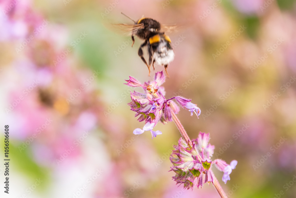 Bumblebee (Bombus hypnorum) is sucking nectar from Salvia flower. Bumblebee (Bombus hypnorum) is sucking nectar from Salvia flower.