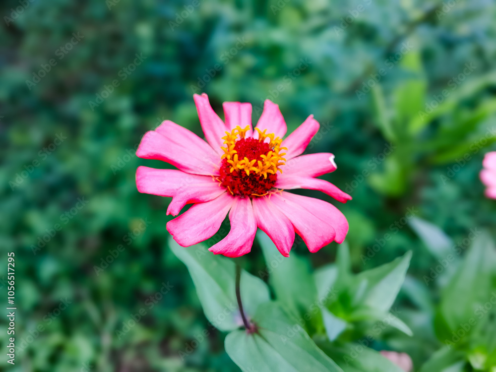 Zinnia flowers are pink and elegant. And grows in front of the house Zinnia flowers are pink and elegant. And grows in front of the house
