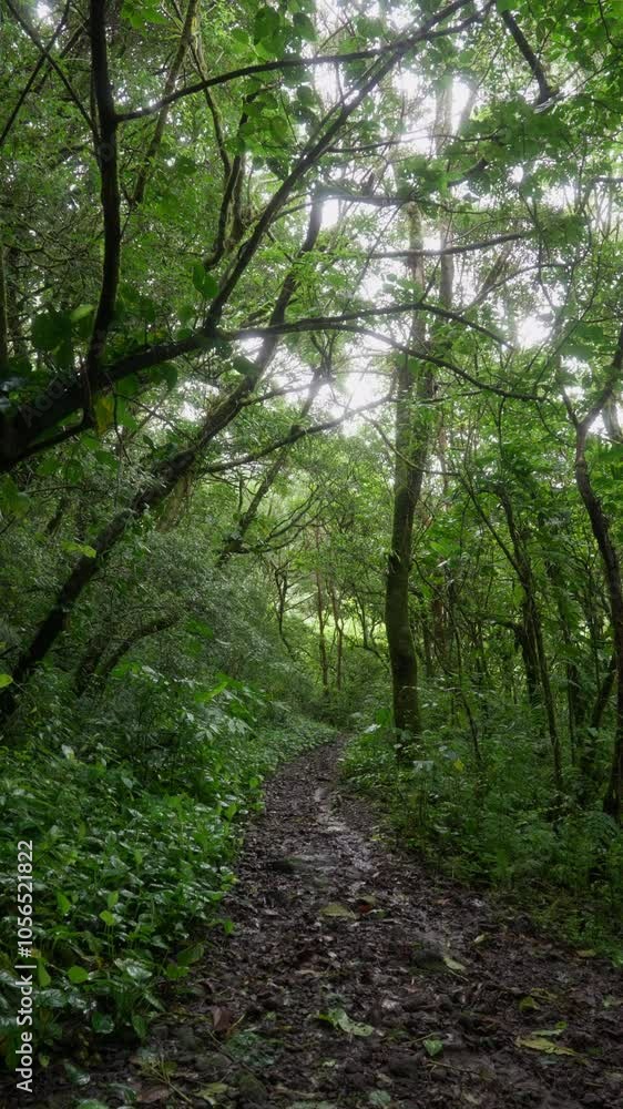 Sendero cubierto de hojas en un bosque húmedo rodeado de vegetación frondosa y ramas entrelazadas Sendero cubierto de hojas en un bosque húmedo rodeado de vegetación frondosa y ramas entrelazadas