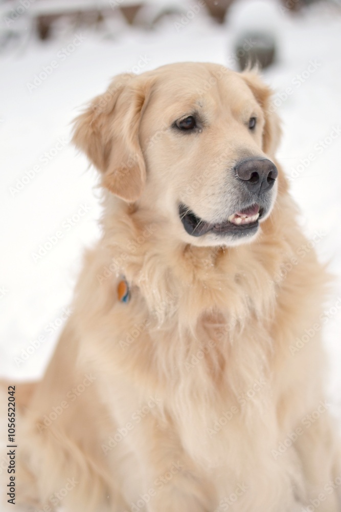 Golden Retriever Dog in Snow Golden Retriever Dog in Snow