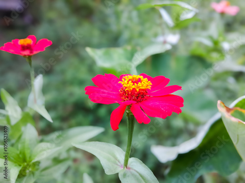 Zinnia flowers are pink and elegant. And grows in front of the house