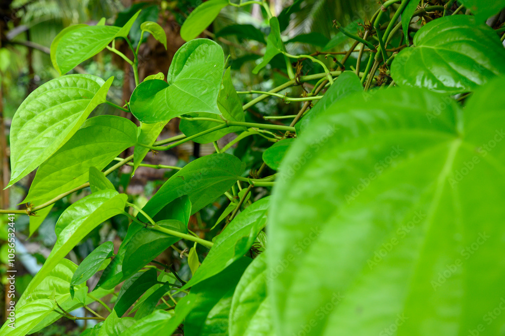 Green betel leaves bloom in the summer garden. Bright colors indicate freshness and growth. Green betel leaves bloom in the summer garden. Bright colors indicate freshness and growth.