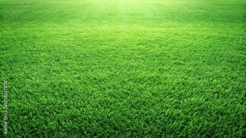 Short and dense grass with a uniform texture creating a soft carpet, uniform texture, grassy fields