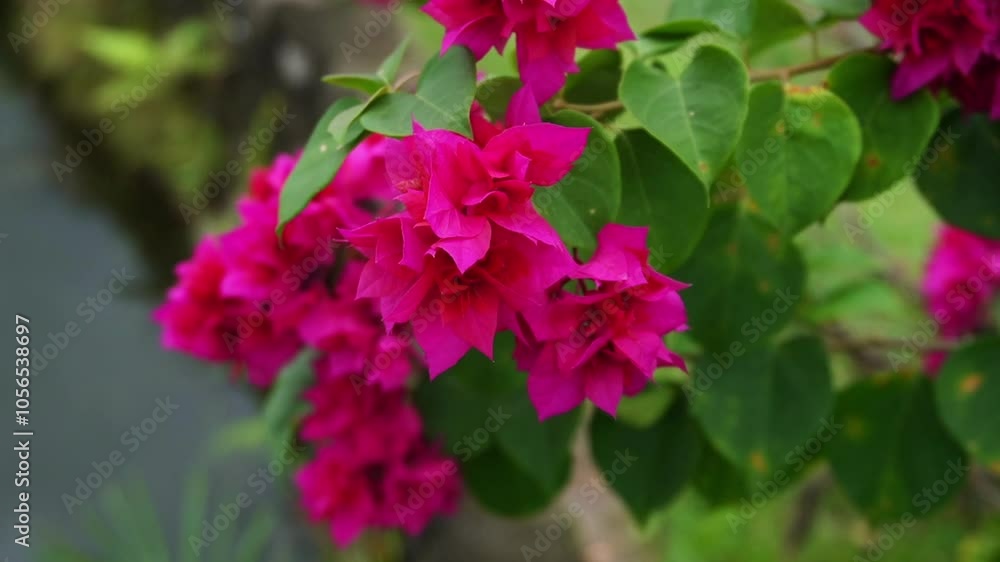 Bougenvillea Flowers Blooming and moving by the wind in nature Bougenvillea Flowers Blooming and moving by the wind in nature