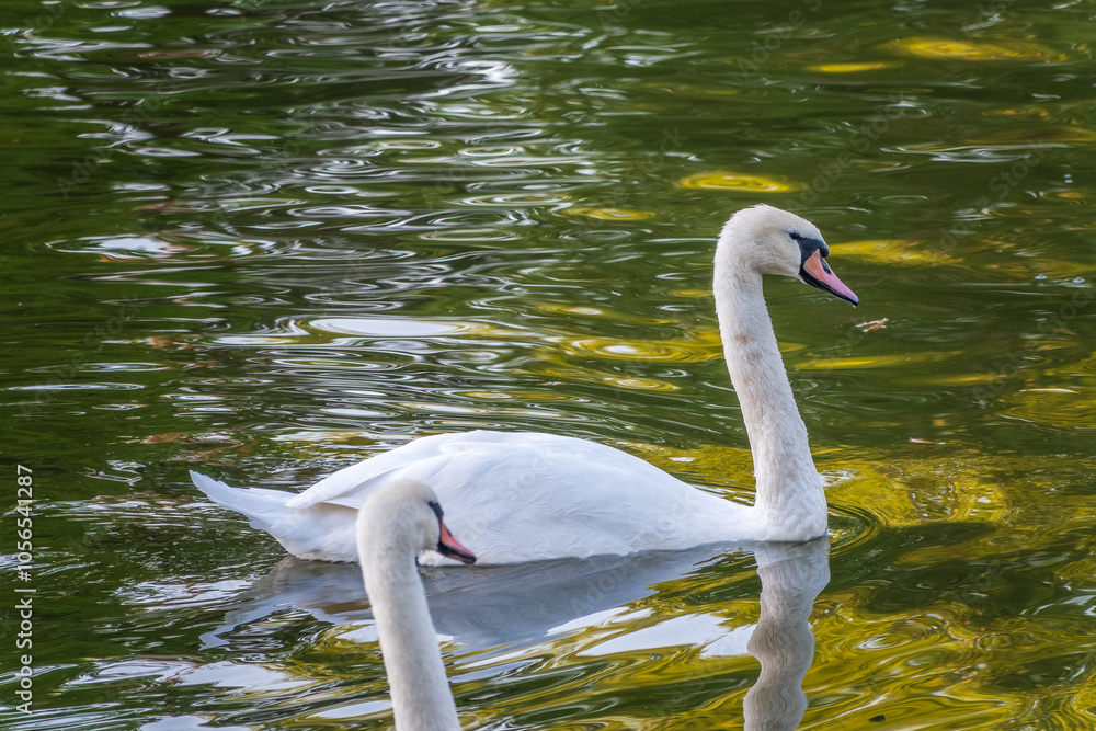 Naklejka premium A graceful white swan swimming on a lake with dark water. The white swan is reflected in the water