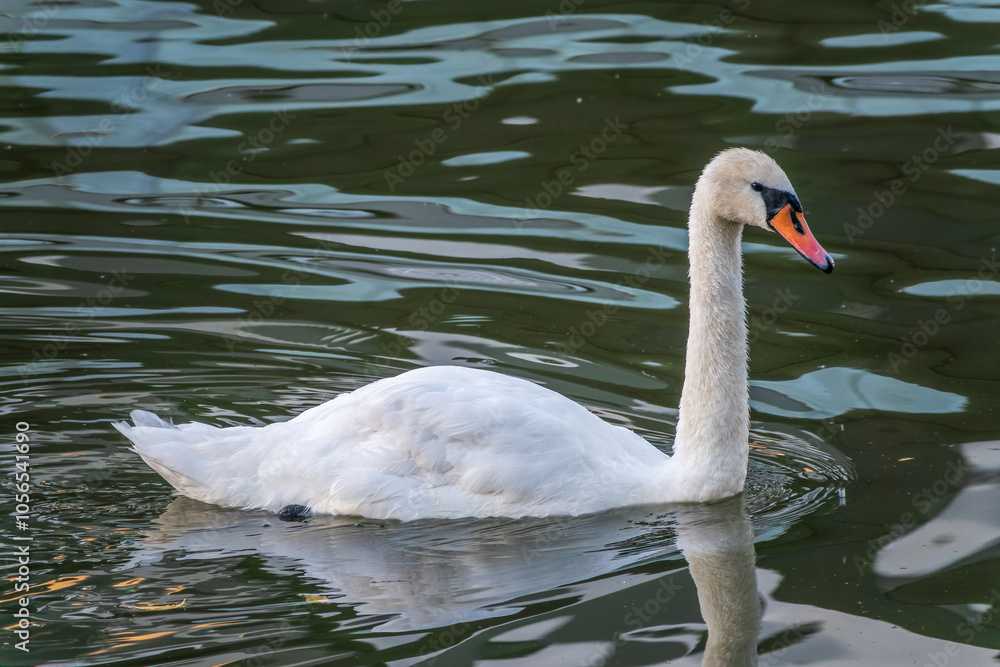 A graceful white swan swimming on a lake with dark water. The white swan is reflected in the water A graceful white swan swimming on a lake with dark water. The white swan is reflected in the water