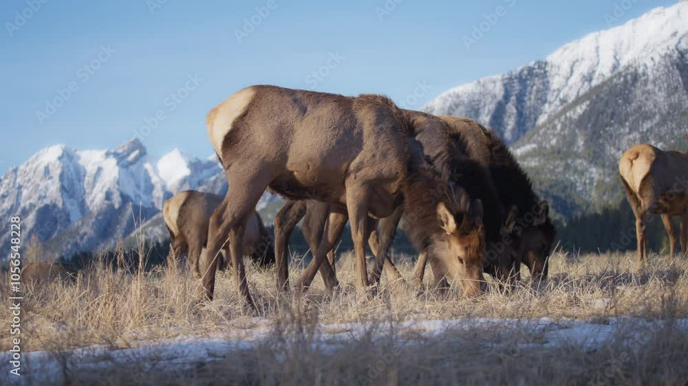 Elk herd grazing in the snowy Canadian Rockies. Slow motion. 