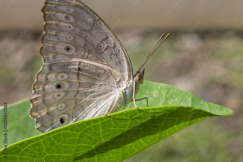 Fototapeta premium brownish white butterfly on leaf