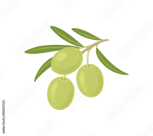 Branch of olives with green leaves. Vector cartoon flat illustration.