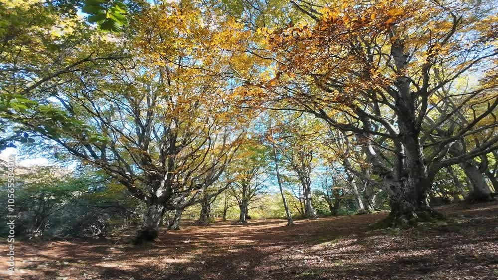 View of the famous beech forest of Canfaito during one day of october in the Marche region, Italy View of the famous beech forest of Canfaito during one day of october in the Marche region, Italy