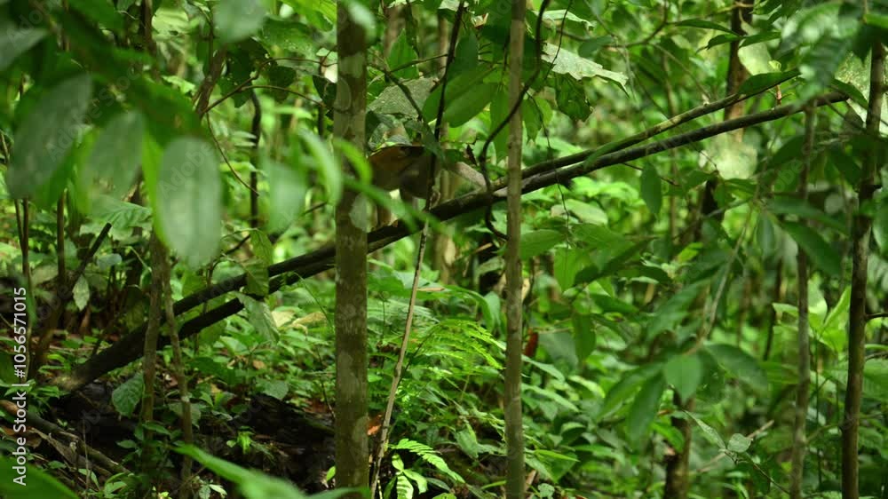 Monkey on branch of trees between leaves, Amazon forest. Slow- motion Monkey on branch of trees between leaves, Amazon forest. Slow- motion