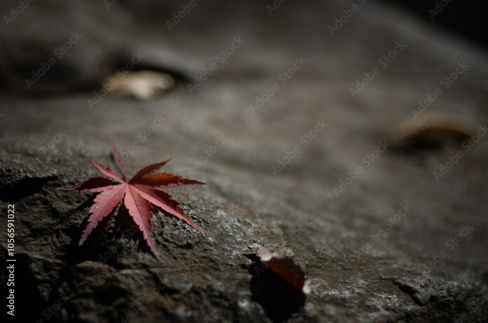 散りゆく紅葉のもみじ - Autumn maple leaves -