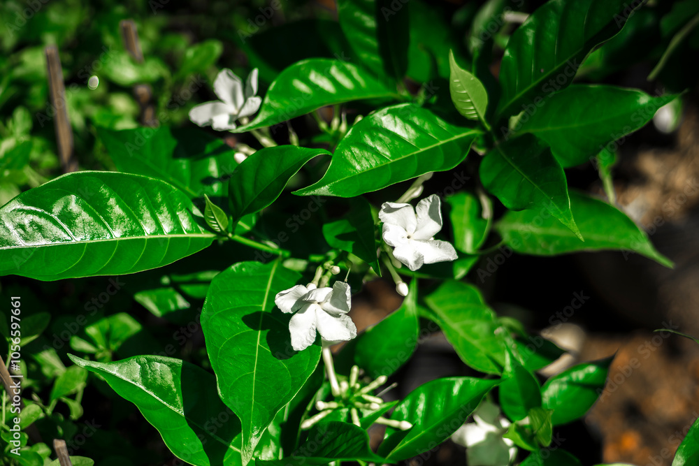Obraz premium Tabernaemontana divaricata with white latex stem and height from 30cm to nearly 2m. Leaves are simple, dark green and Tabernaemontana divaricatahave entire edges. The flowers 