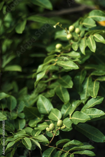 Dimocarpus longan),Longan orchards garden fruit on the longan tree, Tropical fruits in summer thailand ,Young longan fruits on the top of its tree, with its green leaves in the background, in the Nort