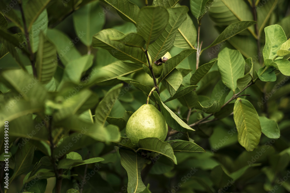 guava can grow to bean size. guava fruit in ornamental pots. guava grown from seed,guava can bear fruit in two years guava can continue to do so for forty years.This fruit guava guava can grow to bean size. guava fruit in ornamental pots. guava grown from seed,guava can bear fruit in two years guava can continue to do so for forty years.This fruit guava