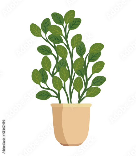plants succulent decoration
