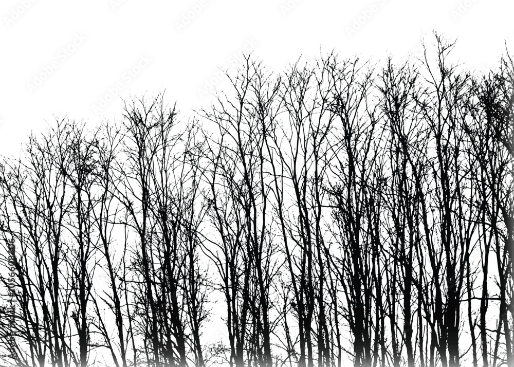 Silhouettes of bare trees with branches isolated on white. Vector illustration
Silhouettes of bare trees with branches isolated on white. Vector illustration