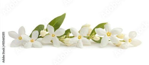 Jasmine Flower Isolated On White Background