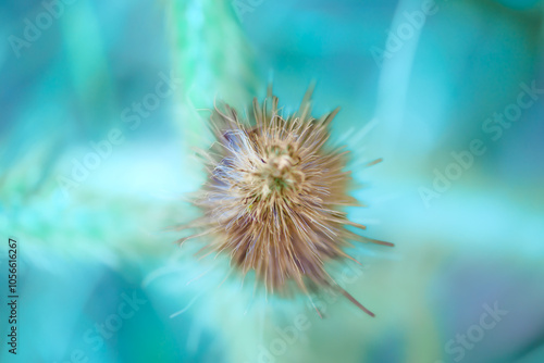 Macro Series : Fountain grass flowers with natural blurry background photo