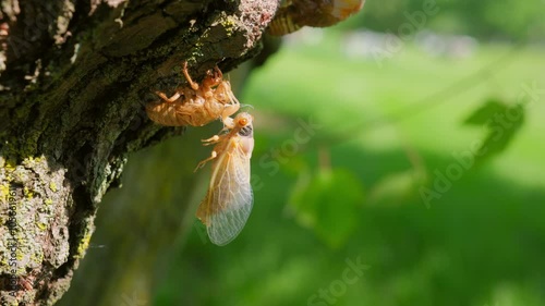 Cicadas on tree after emerging from ground and go up the tree trunk. Close up shot of Cicada photo