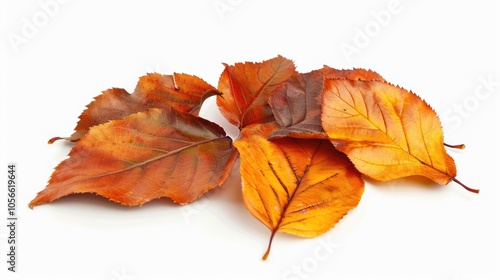 Fallen autumn leaves isolated on white background.