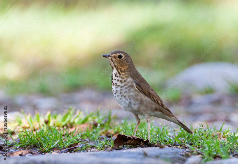 Dwerglijster, Swainson's Thrush, Catharus ustulatus Dwerglijster, Swainson's Thrush, Catharus ustulatus