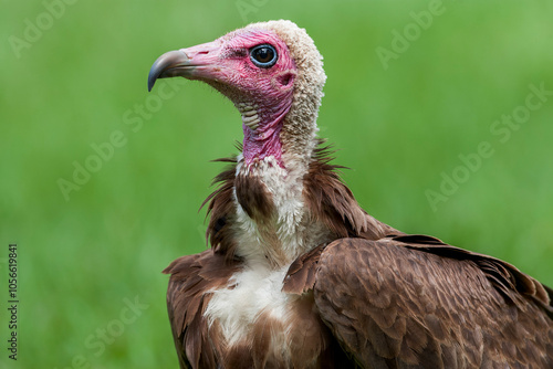 Obraz na płótnie Hooded Vulture, Necrosyrtes monachus w salonie