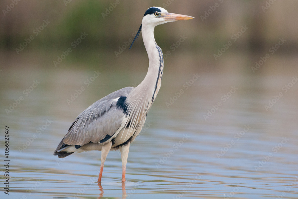 Fototapeta premium Blauwe Reiger, Grey Heron, Ardea cinerea