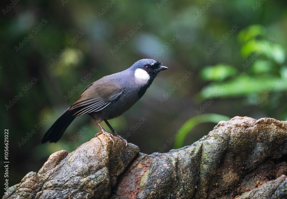 Obraz premium Black-throated laughingthrush, Pterorhinus chinensis