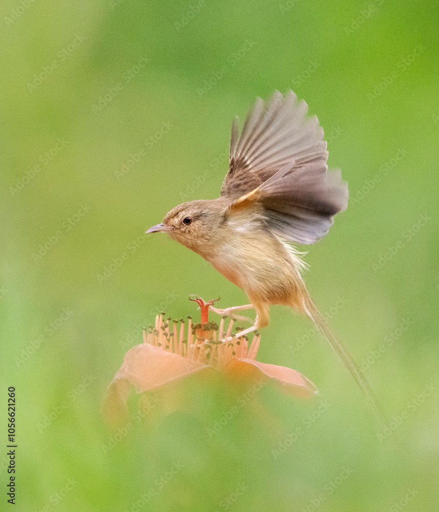 Plain prinia, Prinia inornata