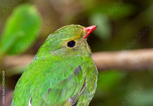 Green-and-black Fruiteater, Pipreola riefferii photo