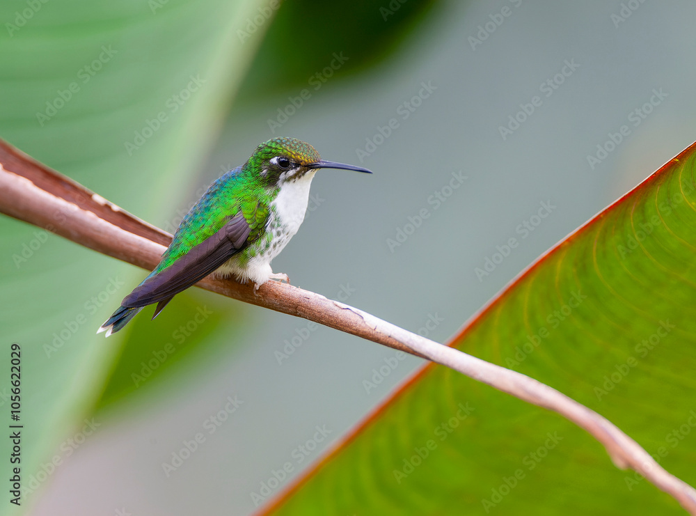 White-booted Racket-tail, Ocreatus underwoodii melanantherus