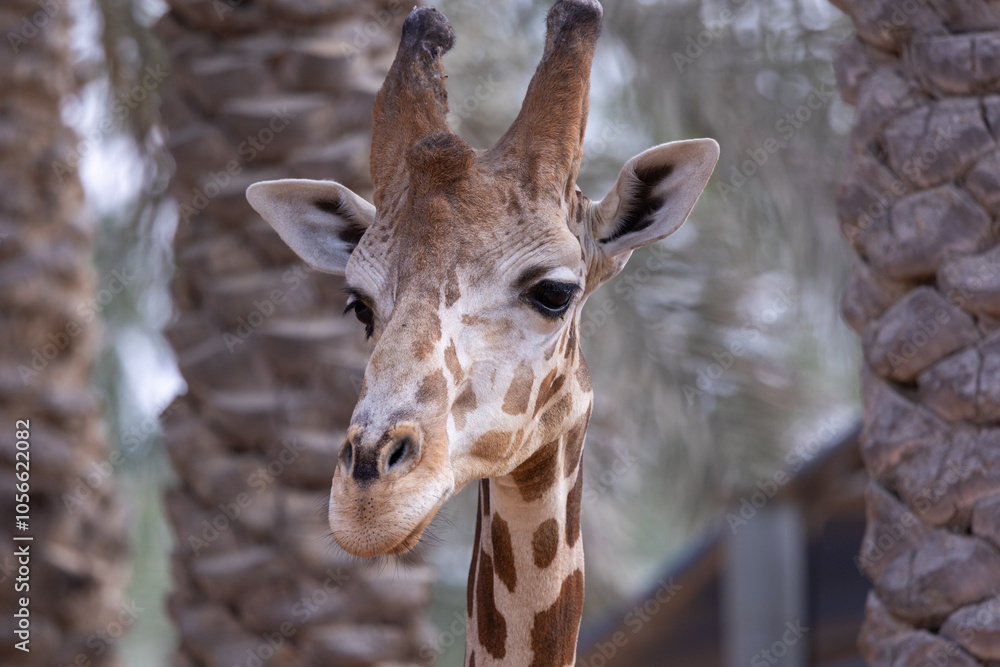 Fototapeta premium Abu Dhabi, December 29, 2021. Giraffe in captivity at Emirates Park Zoo, United Arab Emirates