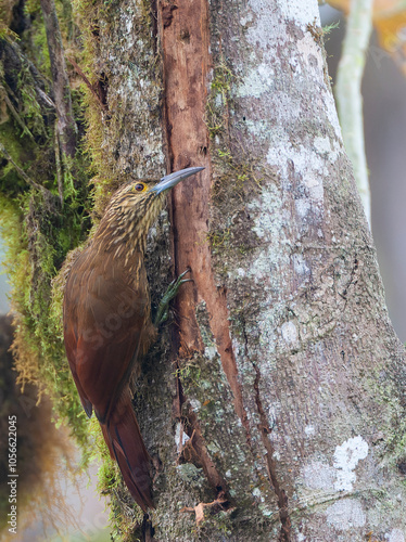 Strong-billed woodcreeper, Xiphocolaptes promeropirhynchus photo