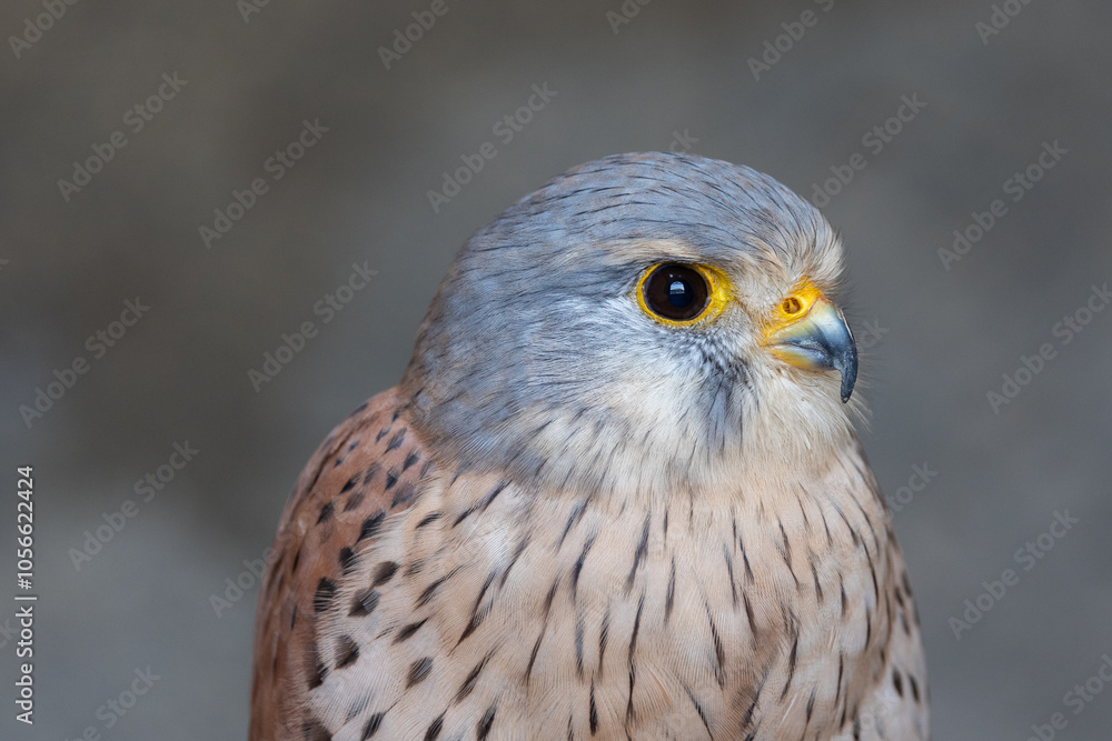 European kestrel also known as Eurasian kestrel or Old World kestrel, close up detailed shot in natural habitat European kestrel also known as Eurasian kestrel or Old World kestrel, close up detailed shot in natural habitat