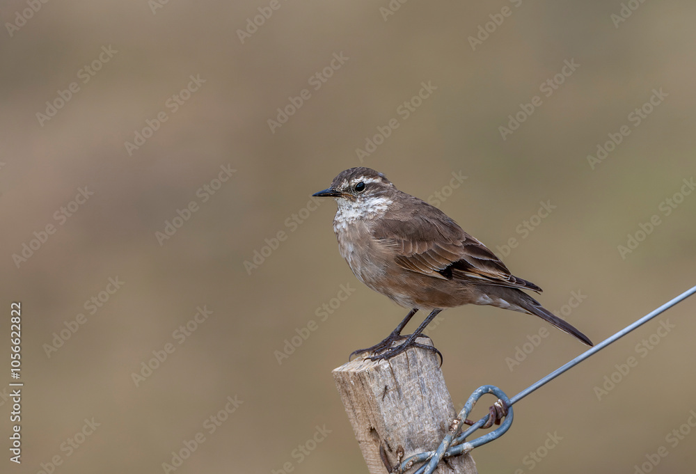 Buff-winged cinclodes, Cinclodes fuscus Buff-winged cinclodes, Cinclodes fuscus
