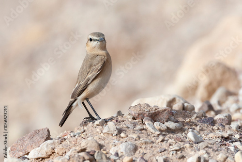 Izabeltapuit, Isabelline Wheatear, Oenanthe isabelline photo