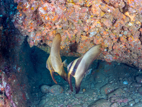 美しく不思議なツバメウオ（ツバメウオ属）のペア他。
英名学名：Longfin Batfish, Platax teira
静岡県伊豆半島賀茂郡南伊豆町中木ヒリゾ浜2024年
 photo