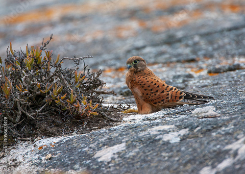 Rock Kestrel, Falco rupicolus photo