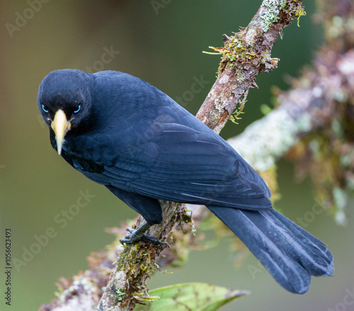 Scarlet-rumped Cacique, Cacicus uropygialis uropygialis photo