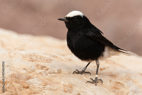 Witkruintapuit, White-crowned Wheatear, Oenanthe leucopyga photo