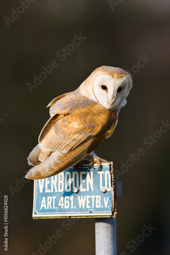 Kerkuil, Barn Owl, Tyto alba photo