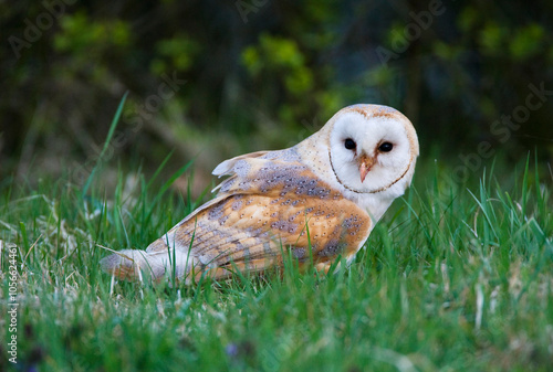 Kerkuil, Barn Owl, Tyto alba photo