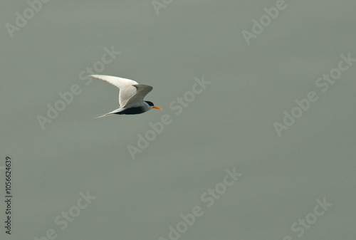 Zwartbuikstern, Black-bellied Tern, Sterna acuticauda photo